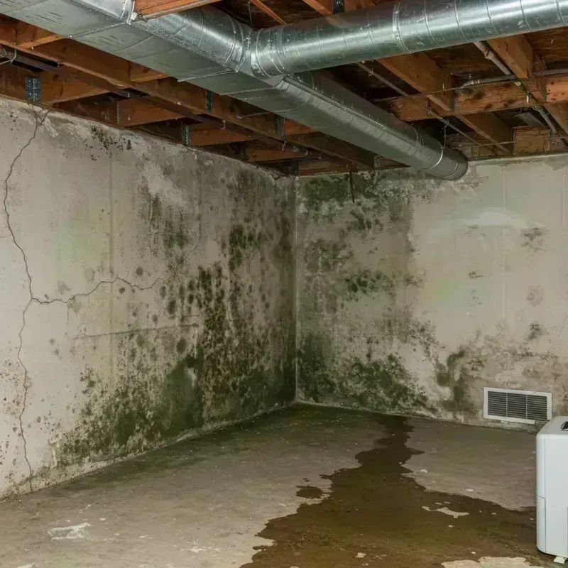 Professional Mold Removal in Junction City, KY